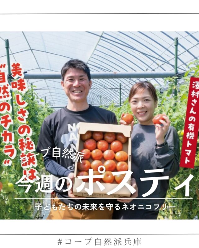 🍅@coop.shizenha.hyogo
ポスティ7号
●表紙と特集●
今回表紙で紹介しているのは、
今の時季が一番おいしい「有機トマト」！
生産者の肥後あゆみの会の澤村さんご夫妻に、
トマトの有機栽培にかける想いを伺いました。
自然の力を利用しながら、
工夫と時間を重ねてつくりあげる自慢の有機トマト。
現在開催中のトマト祭りの対象商品です🍅
この機会にぜひお試しくださいね。

▷【紙おむつ企画始まりました👶】
　➡ナチュラルなおむつの取り扱いを始めました。
　　自然派基準の紙おむつは開発中です。
▷【ええ塩梅で〜梅しごと！】
　➡コープ自然派の安心な梅で、梅仕事しませんか？
　　今年もフォトコンテスト実施します♪
▷【生産者レポート　肥後あゆみの会】
　➡http://bvam003.am.arara.com/c/DuRc8004gp300th3

＊商品案内・ポリ袋・食材セットトレイの回収に
ご協力をお願いします＊
コープ自然派では資源循環と廃棄物の削減のため、
商品案内(カタログ)や容器・包装を回収しています。

 −−−−−−−−−−−−−−−−−−−−−−−−−−−−−−−−−−−−

コープ自然派兵庫
組合員より発信中✈
選ぶもので社会は変わる
選ぶことで未来を変えよう
@coop.shizenha.hyogo

−−−−−−−−−−−−−−−−−−−−−−−−−−−−−−−−−−−−

#ポスティ 7号
#有機農産物
#自然のチカラ
#有機トマト
#ぼかし肥料
#生協 #コープ自然派 #コープ自然派兵庫 #コープ自然派のあるくらし #生協宅配 #生産者さんに感謝 #オーガニックな暮らし #無農薬 #遺伝子組み換えでない  #自然を守る #国産オーガニック #ネオニコフリー #エシカルライフ #選ぶ