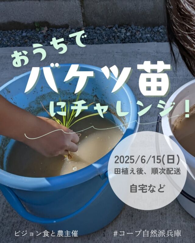 🍅@coop.shizenha.hyogo
イベント＼自宅でバケツ苗にチャレンジ！／

自然派の産直米“なでしこ米”をお家で栽培できます！
準備するものはバケツと土と水。バケツの中で生まれるいのちや、大きくなる苗の成育状況を観察してみませんか？
子どもから大人まで自宅で自由研究に取り組めます♪上手くいけば茶碗一杯分のコメが収穫できるかも？！

とき：2025年6月15日（日）田植え後、順次配送

お一人、3本程度。団体も応相談。
苗が準備できたタイミングでお届けします。
毎週商品利用がある組合員へ、
配送便でお届けになることをご了承ください。

ところ：各ご自宅

▶参加費：組合員100円（別途苗代：200円）
▶定 員：50名（組合員のみ・先着受付）
▶イベントID:18250173
▶申　込：メールまたは電話にて申込
　　　✉event18@shizenha.co.jp
▷申込〆切︰6/11（水）

 −−−−−−−−−−−−−−−−−−−−−−−−−−−−−−−−−−−−

コープ自然派兵庫
組合員より発信中✈
選ぶもので社会は変わる
選ぶことで未来を変えよう
@coop.shizenha.hyogo

−−−−−−−−−−−−−−−−−−−−−−−−−−−−−−−−−−−−

#バケツ苗
#バケツ稲
#自宅で楽しむ
#自休自足 
#自由研究ネタ
#生協 #コープ自然派 #コープ自然派兵庫 #コープ自然派のあるくらし #生協宅配 #生産者さんに感謝 #オーガニックな暮らし #無農薬 #遺伝子組み換えでない  #自然を守る #国産オーガニック #ネオニコフリー #エシカルライフ #選ぶ