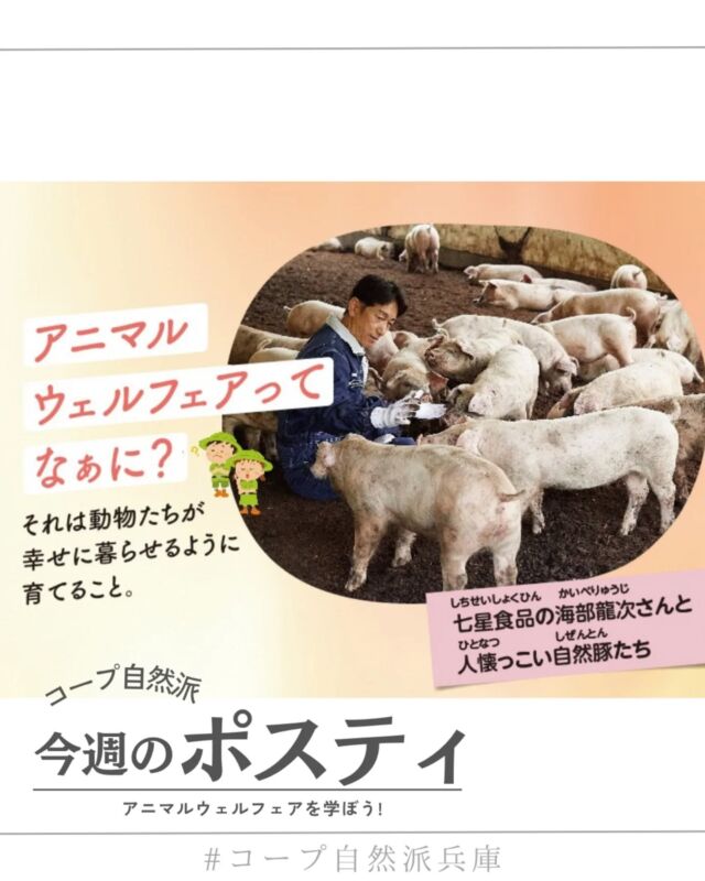 🍅@coop.shizenha.hyogo
ポスティ19号
●表紙と特集●
わたしたちが健康に過ごすためにいただく「いのち」ですが、その動物たちがどのように育てられているか知っていますか？
コープ自然派は、いのちある生きものを、やさしく、大切に育てる「アニマルウェルフェア」という考え方を大切にしています。
また、8月の月間テーマは「子どもと学ぼう」。この機会に「アニマルウェルフェア」について、お子さんと一緒に考えてみませんか。

▷【季節の手しごと2025📷️フォトコンテスト開催中！】
　➡梅だけじゃない！コープ自然派の商品を使って、
　　夏の手しごと写真を投稿しよう！
▷【プチギフト】
　➡せっかくなら自然派の贈り物がいい。
　　日頃の感謝の気持ちやお返しに、
　　通年利用できるギフトがあります🎁
▷【17号より　万能つゆのビン回収開始♲】
　➡ついにリユースびんの取り組みが始まりました。
　　びんを洗い、キャップを外して
　　配達便で返却をお願いします🎵

＊商品案内・ポリ袋・食材セットトレイの回収に
ご協力をお願いします＊
コープ自然派では資源循環と廃棄物の削減のため、
商品案内(カタログ)や容器・包装を回収しています。

 −−−−−−−−−−−−−−−−−−−−−−−−−−−−−−−−−−−−

コープ自然派兵庫
組合員より発信中✈
選ぶもので社会は変わる
選ぶことで未来を変えよう
@coop.shizenha.hyogo

−−−−−−−−−−−−−−−−−−−−−−−−−−−−−−−−−−−−

#ポスティ 19号
#アニマルウェルフェア
#動物福祉
#命を大切に
#子供と学ぶ
#生協 #コープ自然派 #コープ自然派兵庫 #コープ自然派のあるくらし #生協宅配 #生産者さんに感謝 #オーガニックな暮らし #無農薬  #自然を守る #国産オーガニック #ネオニコフリー #エシカルライフ #選ぶ