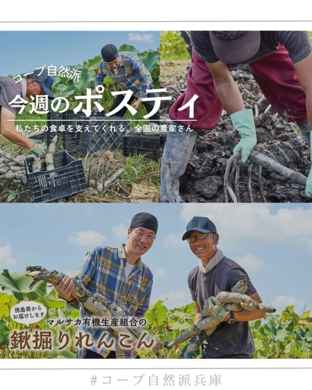 🍅@coop.shizenha.hyogo
ポスティ28号

●表紙と特集●
徳島県は全国3位のれんこん産地🥢
マルサカ有機生産組合では、粘土質の土で無農薬栽培。
きめ細かく粘りのあるれんこんが育ちます✨

水をたたえた畑は多様な生きものの楽園に🪷
コウノトリが飛来し、全国初の繁殖にもつながりました🕊️

コープ自然派は、生きもの豊かな未来のために
農薬に頼らない農業を応援しています🌱

▷【おせち2026🎍】
➡ 今年も登場！「コープ自然派らしいおせち」
　組合員が味付けや新メニューをひとつひとつ吟味👩‍🍳
　✨オンライン先行（最大300ポイント）は28号まで！

▷【コープ自然派のクリスマス🎄】
➡ 特別な日だからこそ、おいしくて安心なケーキを。
　組合員の願いに、今年も生産者が応えてくれました🎂
　🎁オンライン先行予約スタート！

▷【ごはんのおとも選手権🍚】
➡ あなたの「イチオシ」を投稿しよう！
　1位の商品に投票した人全員で、ポイント山分け🎉

▷【フォトコンテスト📷️】
➡自然派の商品をインスタグラムに投稿しよう！
『#自然派のある暮らし』を忘れずに👍

＊商品案内・ポリ袋・食材セットトレイの回収に
ご協力をお願いします＊
コープ自然派では資源循環と廃棄物の削減のため、
商品案内(カタログ)や容器・包装を回収しています。

 −−−−−−−−−−−−−−−−−−−−−−−−−−−−−−−−−−−−

コープ自然派兵庫
組合員より発信中✈
選ぶもので社会は変わる
選ぶことで未来を変えよう

@coop.shizenha.hyogo

−−−−−−−−−−−−−−−−−−−−−−−−−−−−−−−−−−−−

#ポスティ 28号
#生産者さんに感謝
#農薬に頼らない
#生物多様性
#フォトコンテスト
#生協 #コープ自然派 #コープ自然派兵庫 #コープ自然派のあるくらし #生協宅配 #生産者さんに感謝 #オーガニックな暮らし #無農薬 #遺伝子組み換えでない  #自然を守る #国産オーガニック #ネオニコフリー #エシカルライフ #選ぶ