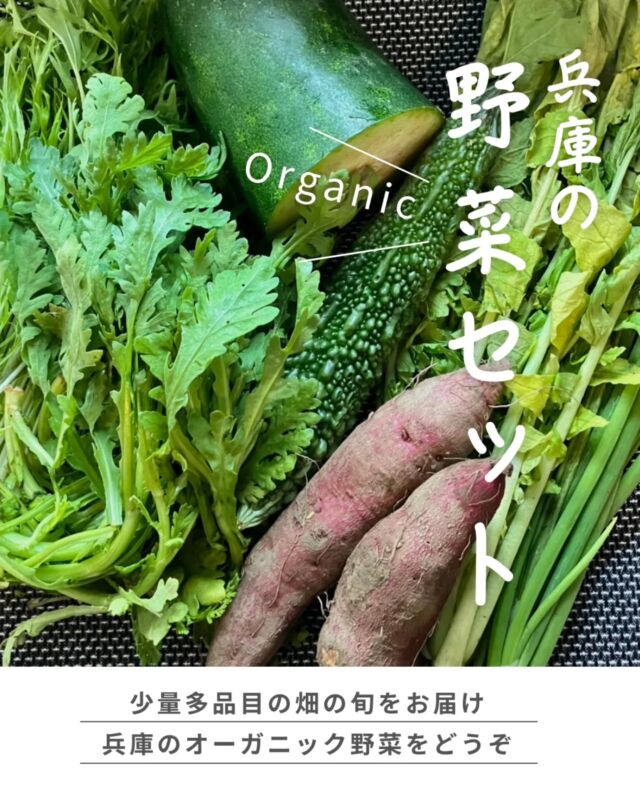 🍅@coop.shizenha.hyogo
🍠＼兵庫の野菜セット／

兵庫県産の野菜セットは2種類。
農薬・化学肥料不使用で、しかもオーガニック！
土の力と農家の愛情たっぷりで、素材本来の力強い旨みが楽しめます。

今回は季節の恵みを詰め込んだ、丹波市市島の『有機の里野菜セット』を使ったレシピを紹介。
3名の農家さんのうちいずれかが届きます。

・橋本有機農園　橋本さん
・めぐり農場　末利さん
・井上農園　井上さん

旬の畑で採れた野菜セット、ぜひ試してくださいね✨

 −−−−−−−−−−−−−−−−−−−−−−−−−−−−−−−−−−−−

コープ自然派兵庫
組合員より発信中✈
選ぶもので社会は変わる
選ぶことで未来を変えよう

@coop.shizenha.hyogo

−−−−−−−−−−−−−−−−−−−−−−−−−−−−−−−−−−−−

#丹波市
#畑のめぐみ
#オーガニック野菜セット
#生産者と繋がる
#生協 #コープ自然派 #コープ自然派兵庫 #コープ自然派のあるくらし #生協宅配 #生産者さんに感謝 #オーガニックな暮らし #無農薬 #遺伝子組み換えでない  #自然を守る #国産オーガニック #ネオニコフリー #エシカルライフ #選ぶ