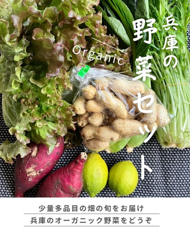 🍅@coop.shizenha.hyogo
🍠＼兵庫の野菜セット／

兵庫県産の野菜セットは2種類。
農薬・化学肥料不使用で、しかもオーガニック！
土の力と農家の愛情たっぷりで、素材本来の力強い旨みが楽しめます。

今回は神戸市西区と明石市に畑がある、ココハウス農園で元気に育った野菜を紹介します。　

畑では年間43種類の有機基準の野菜を栽培されます。
ココハウス農園では、大根の出荷準備が整っているそうですよ！
これから冬の野菜がやってくるのが楽しみです。

旬の畑で採れた野菜セット、ぜひお試しくださいね✨

 −−−−−−−−−−−−−−−−−−−−−−−−−−−−−−−−−−−−

コープ自然派兵庫
組合員より発信中✈
選ぶもので社会は変わる
選ぶことで未来を変えよう

@coop.shizenha.hyogo

−−−−−−−−−−−−−−−−−−−−−−−−−−−−−−−−−−−−

#兵庫野菜
#畑のめぐみ
#野菜セット
#季節の野菜
#生産者と繋がる
#生協 #コープ自然派 #コープ自然派兵庫 #コープ自然派のあるくらし #生協宅配 #生産者さんに感謝 #オーガニックな暮らし #無農薬 #遺伝子組み換えでない  #自然を守る #国産オーガニック #ネオニコフリー #エシカルライフ #選ぶ